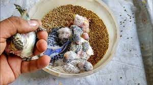 Although some pet supply companies market commercial bird shampoos, the best and safest way to bathe your bird is. How To Clean A Baby Bird Youtube