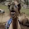 Just click the download button and the gif from the and geico camel collection will be downloaded to your device. Https Encrypted Tbn0 Gstatic Com Images Q Tbn And9gcq4qnftmb73kzt26am4hk27hib851l2yh4lqoda3yyvwjnmkb6s Usqp Cau