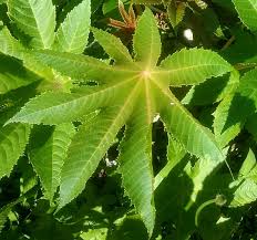 Image result for Ricinus communis
