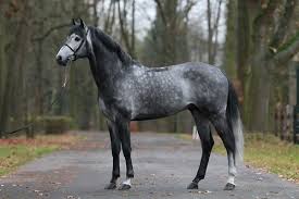 Pin By Rose Mary Hines On I Love Horses Dapple Grey Horses Horses Grey Horse