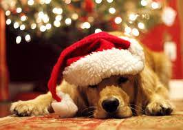New England Photo Christmas Puppy Christmas Dog Christmas Animals