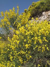 Image result for Aptosimum junceum