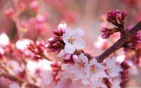 Cherry Blossom Buds Wallpapers Spring Desktop Wallpaper Cherry Blossom Wallpaper Orange Flower Photos