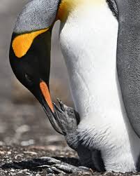 Ray & Sue (@travelandwildlifephotography) • Instagram photos and videos