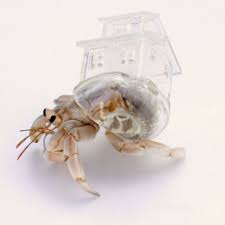 Your hermit crab stock images are ready. Artist Designs Intricate 3d Printed Shells For Hermit Crabs Hermit Crab Shells Hermit Crab Hermit Crab Habitat