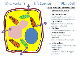 Last month, my 6th grader studied plant and animal cells and their parts in science. Mrs Konken S Life Scienceanimal Cell 1 Cell Membrane Five Parts Of An Animal Cell That You Need To Know 2 Cytoplasm Holds The Cell S Shape And Allows Ppt Download
