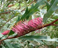 Grevillea 'ruby clusters' ornamental rounded shrub with deep green lanceolate leaves and large red spider. Grevillea Hookeriana Red Hooks Red Toothbrush Trees Speciality Trees
