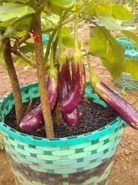 Resep tumis terong pokak (262). Terong Cara Pokak Sambung Terong