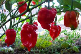 So hot that it is more than 15 times hotter than cayenne! Red Savina Hot Pepper Super Hot Chiles