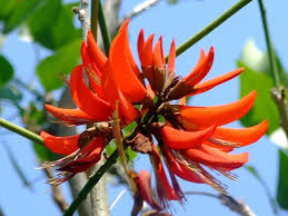 Image result for Erythrina madagascariensis