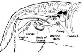 She then drops off the dog and crawls into a hiding place where she may lay as many as 3,000 eggs. Access Denied Dog Anatomy Pregnant Dog Anatomy
