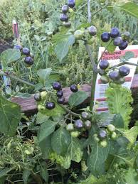 Plant with small purple berries. Plant Id Forum Plant Id Dark Purple Berries Garden Org