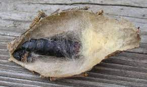 We did not find results for: Bagworm On Leyland Cypress Walter Reeves The Georgia Gardener