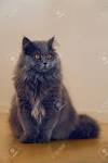 Different Grey Cat Breeds, Grey Cats bring good luck to ...