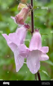 Image result for Ceratotheca triloba