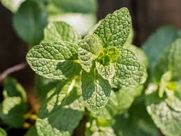 But what does that really mean? How To Grow Mint