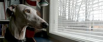Faq Does A Galgo Need A Lot Of Exercise Despite Being The Athletes Of The Dog World Galgos Are Not Active Dogs Dog Activities Greyhound Dogs Of The World