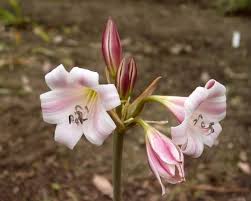 Image result for Crinum lugardiae