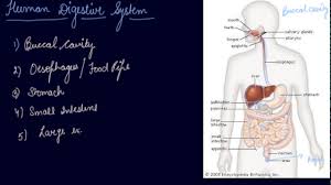 Human Digestive System Class 7 Biology Nutrition In Animals Youtube