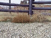 A microscopic layer of cells at the base of the plant — called the abscission layer — makes a clean break possible and the plants roll away, spreading their seeds. Tumbleweed Wikipedia