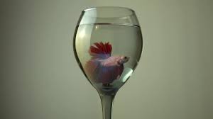 We did not find results for: Slow Motion Siamese Fighting Fish Betta Splendens Plakat Thai Glass Video By C Goldenshrimp Stock Footage 302214112