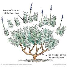 Growing lavender from cuttings is an amazing way to create more of this shrub around your home. How To Prune Lavender Lavender Plant Lavender Garden Growing Lavender