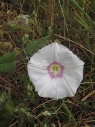 Image result for Convolvulus farinosus
