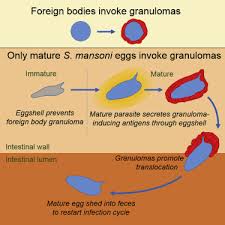 Label your container with your section and table number. Schistosoma Mansoni Eggs Modulate The Timing Of Granuloma Formation To Promote Transmission Sciencedirect