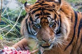 One of the best things to do in hattiesburg, mississippi is to simply pay a visit to the amazing hattiesburg zoo. 25 Best Things To Do In Hattiesburg Mississippi
