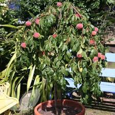 Can be eaten fresh but rubbery. how big is your tree? Weeping Peach Lacrima Prunus Persica
