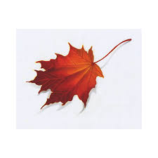 Autumn Fall Leaf Drawing Color Stygian Gallery 1300x1300 line drawing lily flowers and leaves, hand drawn vector.