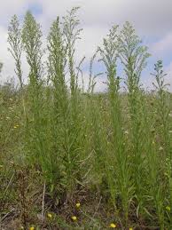 Image result for Erigeron sumatrensis