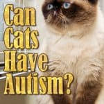 While there are plenty of other cat memes blowing up, this meme and all its variations have currently. Can Cats Eat Salami It Isn T The Healthiest But Can They