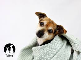 We share several of the best places to get them here! Speaking Of Vaccinations Low Cost Pet Vaccine Clinic No Appointment Required Berkeley Humane
