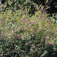 Image result for Jasminum beesianum