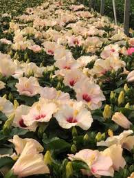 Nighttime temperature below 50 f (10 c) can damage the plant. 14 Garden With Hawaiian Punch Hibiscus Ideas Hawaiian Punch Hibiscus Hawaiian