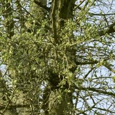 Image result for Englerina muerensis