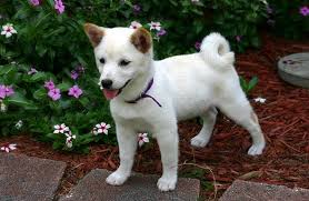 They are vet checked, up to date on their shots and also potty trained, so will make a magnificent companions. Shiba Inu Price How Much Do They Cost Why