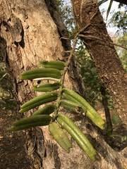 Image result for Calyptrochilum