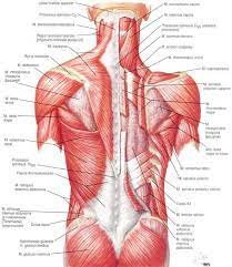 Human muscle system, the muscles of the human body that work the skeletal system, that are the axis: Back Muscle Anatomy For Massage Human Anatomy