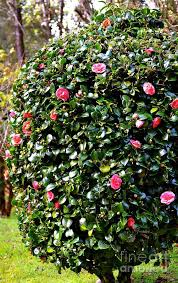 Pink Camelia Bush Lehua Pekelo Stearns Jpg 566 900 Pixels Camellia Plant Hydrangea Care Edible Garden