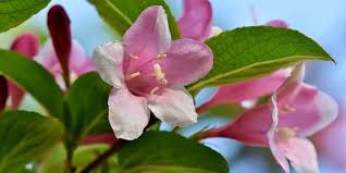 Maybe you would like to learn more about one of these? Memiliki Daya Pikat 5 Jenis Bunga Melati Ini Cantik Dan Harum Semerbak Portal Jember