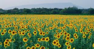 Harga bibit bunga matahari terkini. Halaman Download Paling Populer 28 Gambar Ladang Bunga Matahari Wisata Thaila