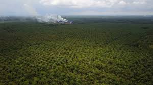 The malaysian palm oil industry plays a significant role in the malaysian economy and in 2015 oil palm contributed to 4.17% of malaysia's gross domestic product  24 . Establishing Drone Shot Of Huge Stock Footage Video 100 Royalty Free 29399857 Shutterstock
