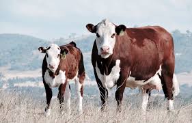 Poll Hereford Cow And Calf Australia Beau River Beef On Facebook Hereford Cattle Cow Calf Hereford Cows
