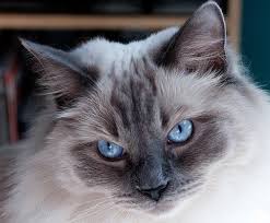 Cats are a great pet for an apartment. Choosing The Best Cat For Your Apartment Hill S Pet