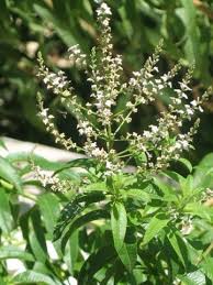 06 نوفمبر 2009 موسوعة النباتات الطبيعية و مستحضراتها الصفحة 2