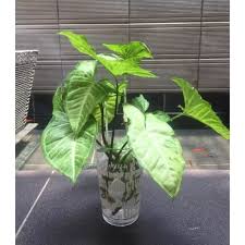 Maybe you would like to learn more about one of these? Tanaman Hias Shingonium Tanaman Hias Dapat Hidup Di Air Shopee Indonesia
