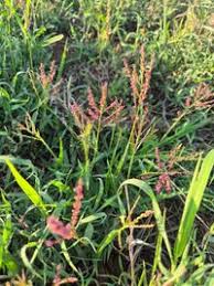 Image result for Digitaria velutina