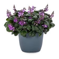 Image result for Plectranthus